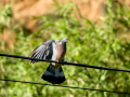 Paloma torcaz - Columba palumbus - Tudó