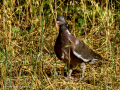 Paloma torcaz - Columba palumbus - Tudó