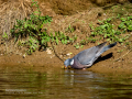 Paloma torcaz - Columba palumbus - Tudó