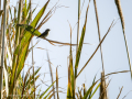 Papamoscas carbonero - Myioparus plumbeus - Papamosques carboner