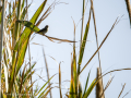Papamoscas carbonero - Myioparus plumbeus - Papamosques carboner