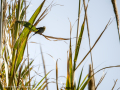 Papamoscas carbonero - Myioparus plumbeus - Papamosques carboner