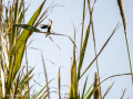 Papamoscas carbonero - Myioparus plumbeus - Papamosques carboner