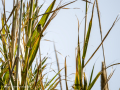 Papamoscas carbonero - Myioparus plumbeus - Papamosques carboner