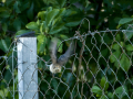 Papamoscas cerrojillo - Ficedula hypoleuca - Mastegatatxes