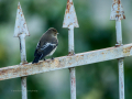 Papamoscas cerrojillo - Ficedula hypoleuca - Mastegatatxes