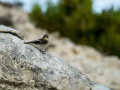 Papamoscas cerrojillo - Ficedula hypoleuca - Mastegatatxes