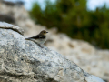 Papamoscas cerrojillo - Ficedula hypoleuca - Mastegatatxes