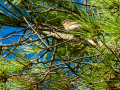 Papamoscas gris - Muscicapa striata - Papamosques gris