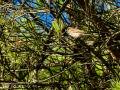 Papamoscas gris - Muscicapa striata - Papamosques gris