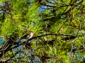 Papamoscas gris - Muscicapa striata - Papamosques gris