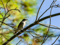 Papamoscas gris - Muscicapa striata - Papamosques gris