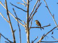 Papamoscas sombrío - Muscicapa adusta - Papamosques fosc