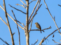 Papamoscas sombrío - Muscicapa adusta - Papamosques fosc