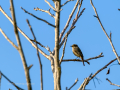 Papamoscas sombrío - Muscicapa adusta - Papamosques fosc