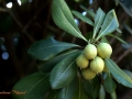 Image00007