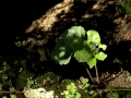 Image00010