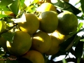 Image00014