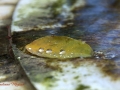Image00041