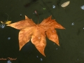 Image00042
