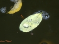 Image00044