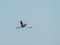 Flamenco comun - Phoenicopterus roseus - Flamenc comu