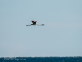 Flamenco comun - Phoenicopterus roseus - Flamenc comu