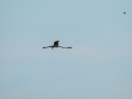 Flamenco comun - Phoenicopterus roseus - Flamenc comu