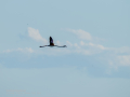 Flamenco comun - Phoenicopterus roseus - Flamenc comu