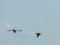 Flamenco comun - Phoenicopterus roseus - Flamenc comu