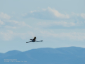 Flamenco comun - Phoenicopterus roseus - Flamenc comu
