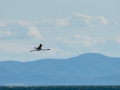 Flamenco comun - Phoenicopterus roseus - Flamenc comu