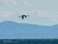 Flamenco comun - Phoenicopterus roseus - Flamenc comu