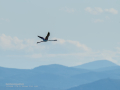 Flamenco comun - Phoenicopterus roseus - Flamenc comu