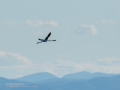 Flamenco comun - Phoenicopterus roseus - Flamenc comu