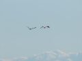 Flamenco comun - Phoenicopterus roseus - Flamenc comu