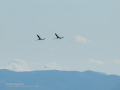 Flamenco comun - Phoenicopterus roseus - Flamenc comu