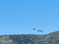 Gaviota patiamarilla - Larus michahellis - Gavià argentat de potes grogues