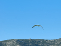 Gaviota patiamarilla - Larus michahellis - Gavià argentat de potes grogues