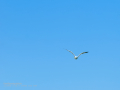 Gaviota patiamarilla - Larus michahellis - Gavià argentat de potes grogues