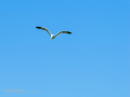 Gaviota patiamarilla - Larus michahellis - Gavià argentat de potes grogues