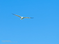 Gaviota patiamarilla - Larus michahellis - Gavià argentat de potes grogues