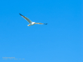 Gaviota patiamarilla - Larus michahellis - Gavià argentat de potes grogues