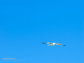 Gaviota patiamarilla - Larus michahellis - Gavià argentat de potes grogues