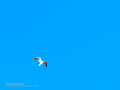 Gaviota reidora - Chroicocephalus ridibundus - Gavina vulgar