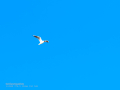 Gaviota reidora - Chroicocephalus ridibundus - Gavina vulgar