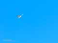 Gaviota reidora - Chroicocephalus ridibundus - Gavina vulgar