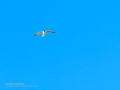 Gaviota reidora - Chroicocephalus ridibundus - Gavina vulgar