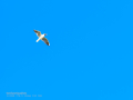 Gaviota reidora - Chroicocephalus ridibundus - Gavina vulgar