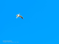Gaviota reidora - Chroicocephalus ridibundus - Gavina vulgar